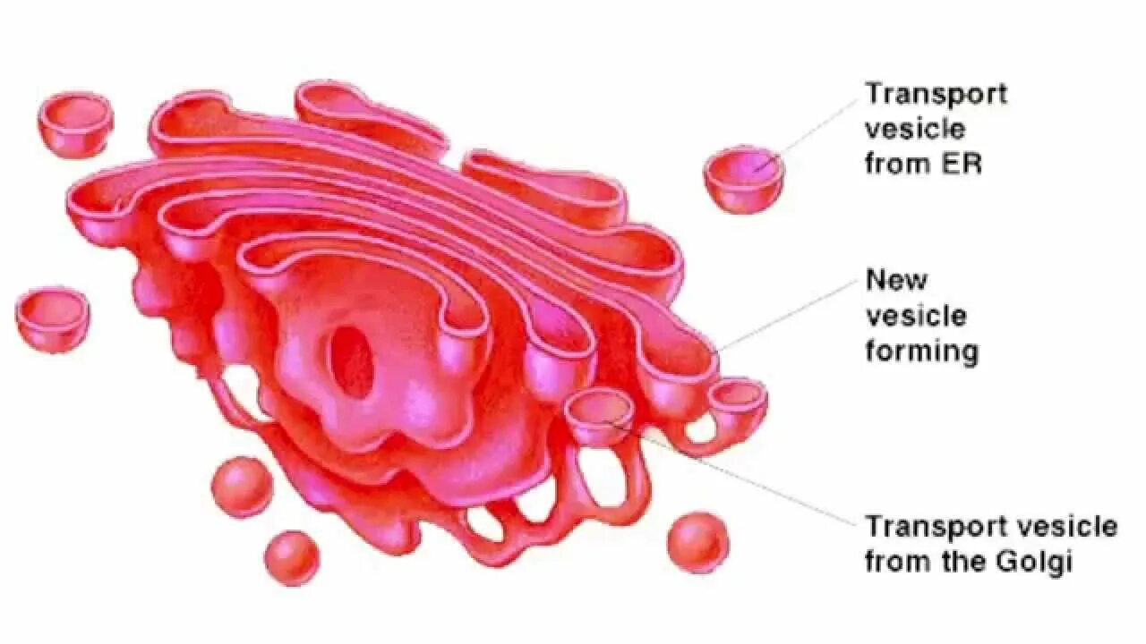 Транспортные пузырьки. Цистерны аппарата Гольджи. Органоид комплекс Гольджи. Golgi Complex. Комплекс Гольджи цис и транс.