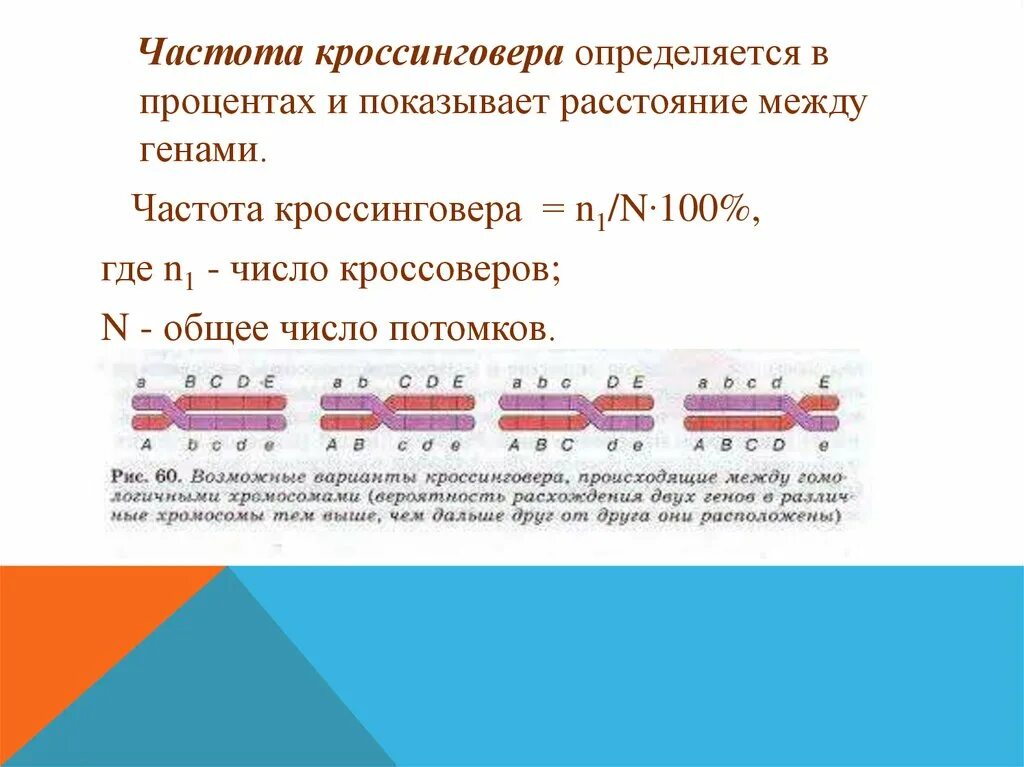 Частота кроссинговера определяется. Расстояние между генами. Частота кроссинговера и расстояние между генами. Расстояние в процентах между генами. Частота нарушения сцепления генов