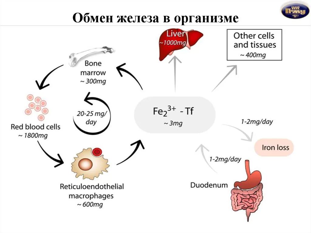 Схема обмена железа в организме биохимия. Метаболизм железа схема. Метаболизм железа в организме человека схемы. Обменные процессы железа. Железо в макрофагах