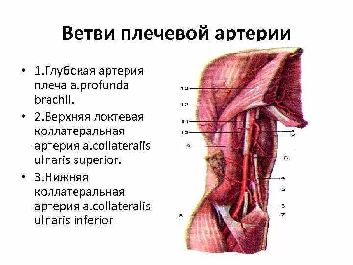 Ооаография плечевой артерии. Плечевая артерия топография. Коллатеральные артерии плечевой артерии. Ветви плечевой артерии топографическая анатомия.