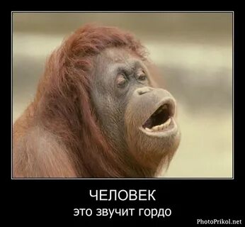 Брак обезьяна обезьяна