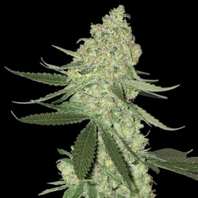 Auto reg. Горилла канабис. Lowryder feminised. Лоурайдер семена автоцветы. Auto Cheese feminised.