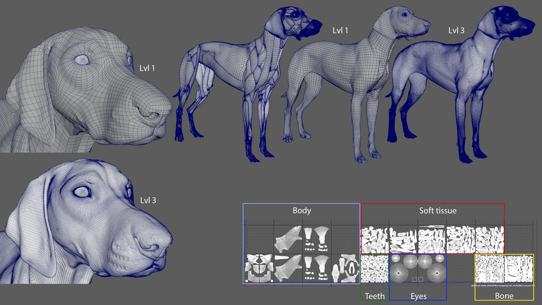 Псевдо модели. Анатомия собак 3d. Анатомия собаки для художников. Анатомия собак для художников 3д. Анатомия собаки три д.
