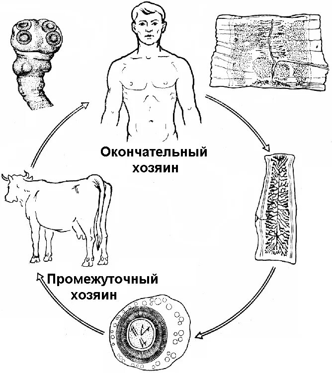 Какая стадия свиного цепня разовьется в человеке. Промежуточный хозяин и основной хозяин бычьего цепня. Жизненный цикл бычьего цепня окончательный хозяин. Бычий цепень жизненный цикл промежуточный хозяин. Промежуточный хозяин человек промежуточный хозяин бычьего цепня.