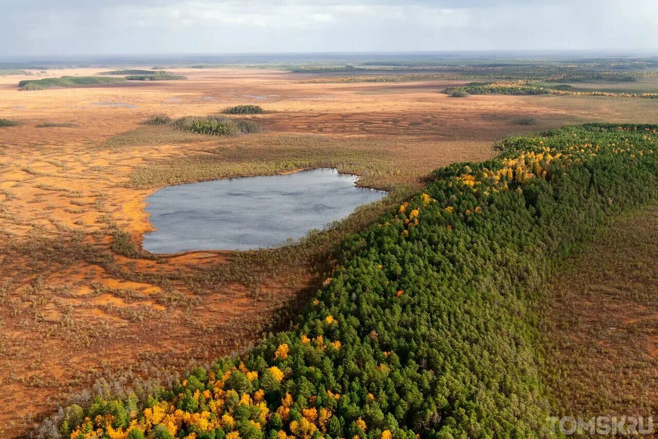 Самое большое болото васюганское. Западно Сибирская равнина Васюганское болото. Васюганские болота Томская область. Васюганские болота заповедник. Болото Васюганское болото.