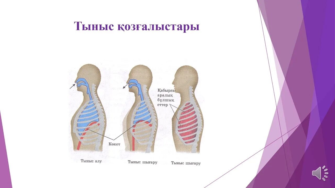 Және тыныс алу. Тыныс АО Казахстан. Принцип работы алу. Тыныс Йоко. Тыныс Кокшетау завод.