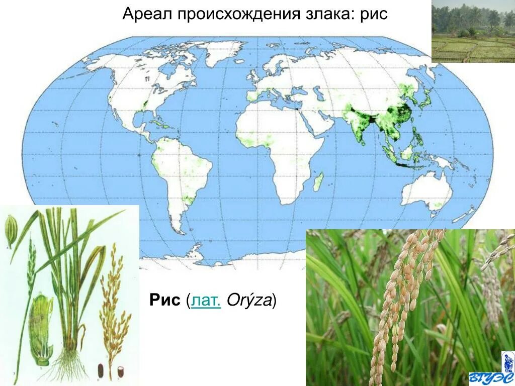Районы выращивания на карте. Рис ареал. Рис ареал распространения. Распространение риса. Ареалы выращивания пшеницы.