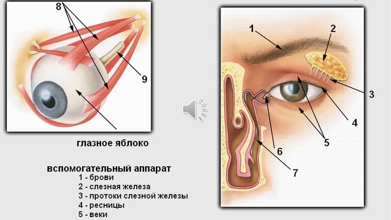 Слезные железы вспомогательный аппарат. Строение и функции органа зрения слезного аппарата. Вспомогательный аппарат глазного яблока. Строение вспомогательного аппарата глаза анатомия. Вспомогательный аппарат глаза слезный аппарат глаза.