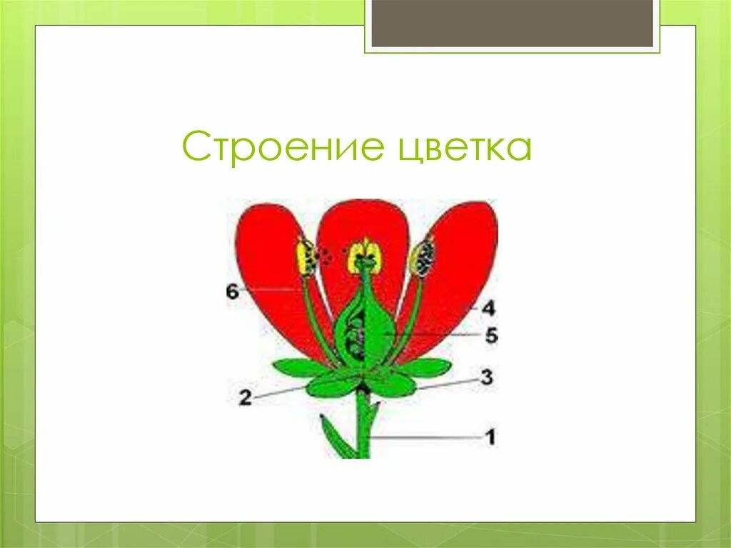 Функции и строение цветок и плод. Строение цветка. строение и разнообразие цветка.