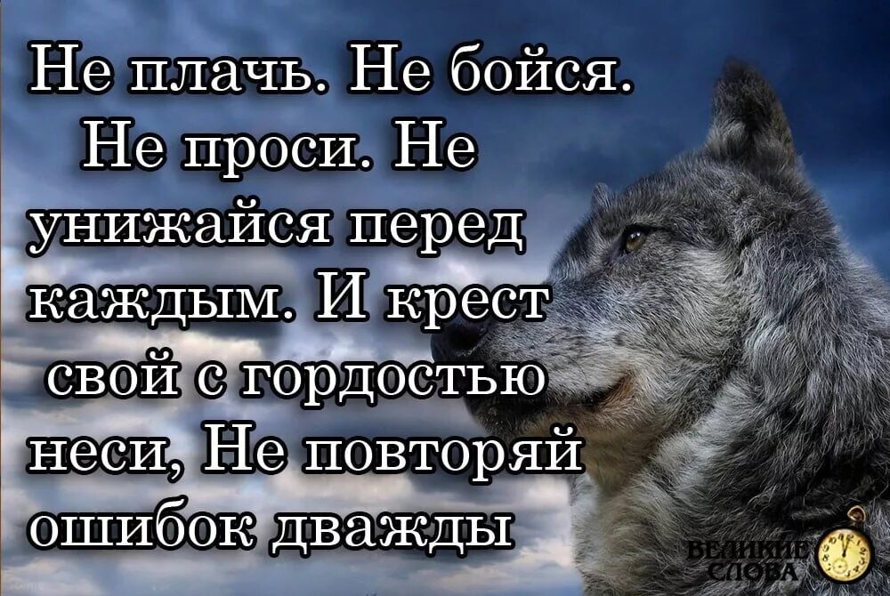 У она ничего не проси все. Цитаты волка. Статусы с волками. Волки цитаты в картинках. Статусы про Волков.