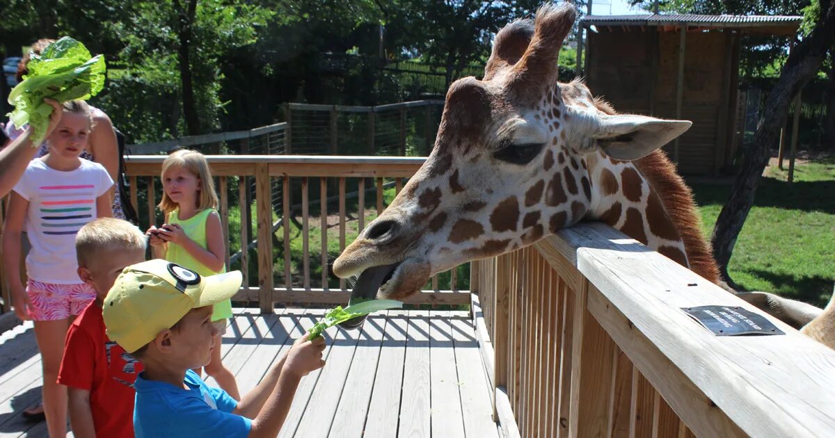 Zoo child. Ранкагуа Чили зоопарк. Дети в зоопарке. Лондонский зоопарк животные. Лондонский зоопарк детский зоопарк.