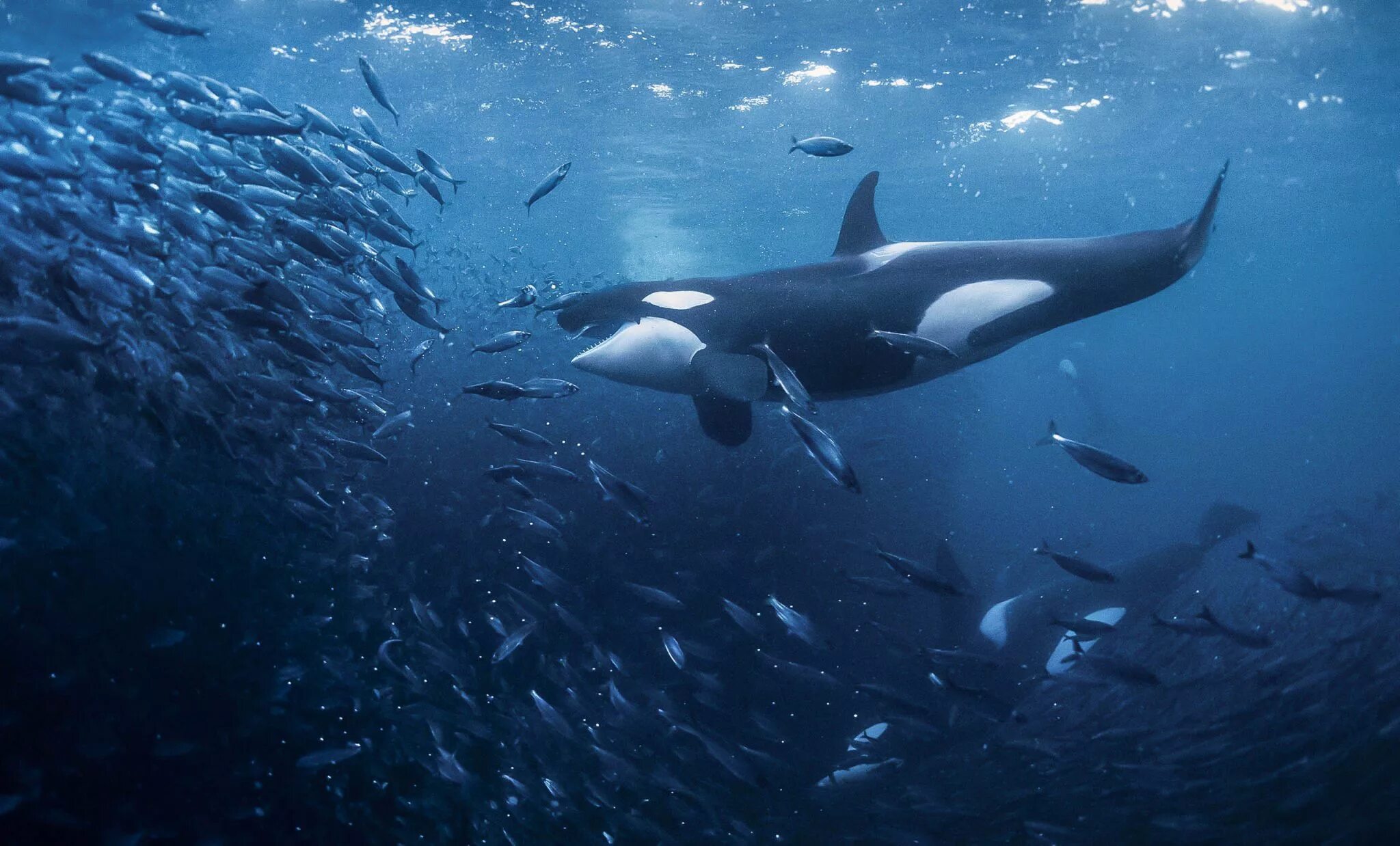 Дельфин и сельдь. Кит акула касатка дельфин. косатка - orcinus orca (дальневосточная плотоядная популяция). кит касатка фото.