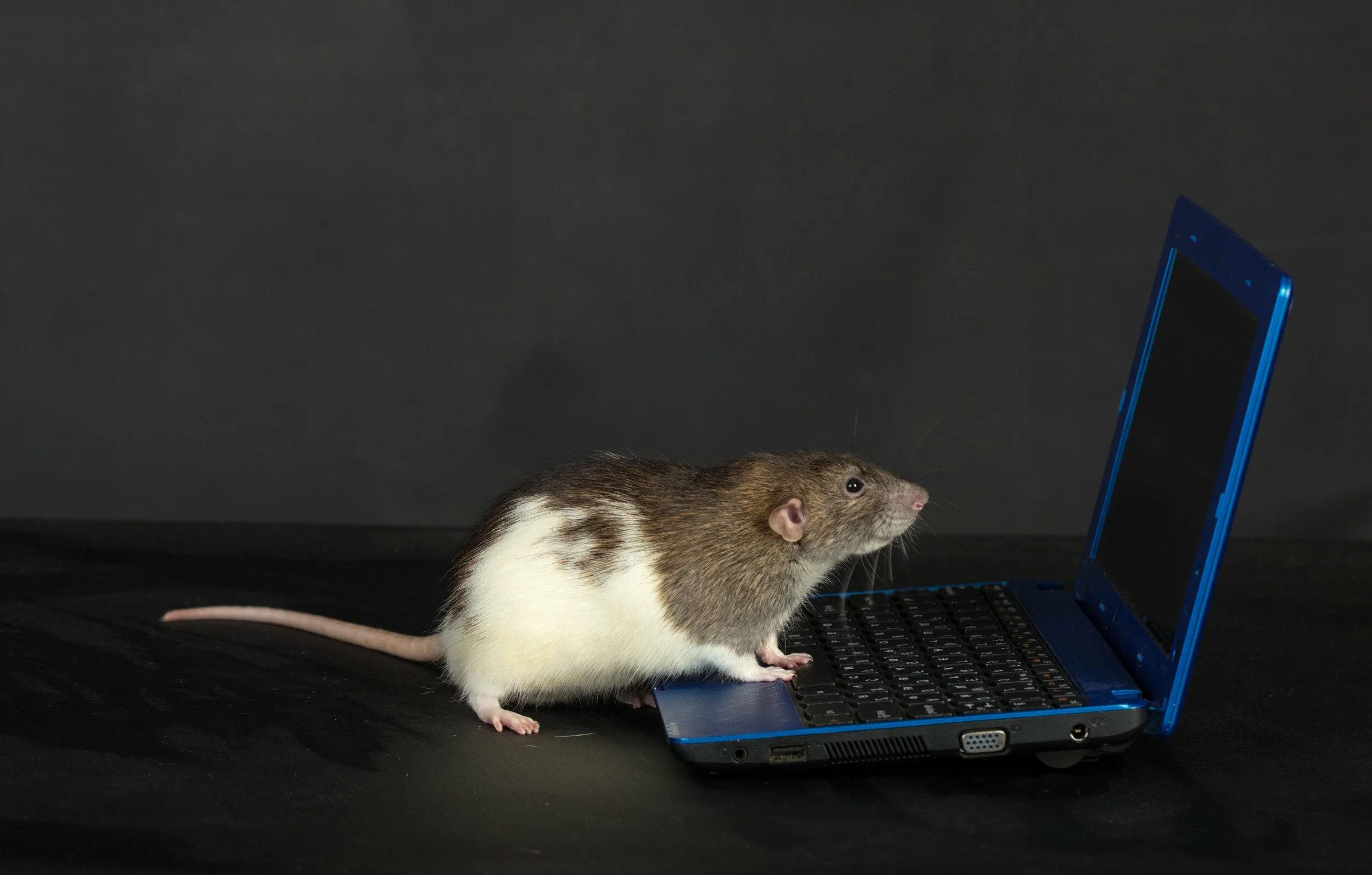 Мышь за компьютером. Мышка. Компьютерная крыса. Мышка для компьютера. Мышь включает компьютер