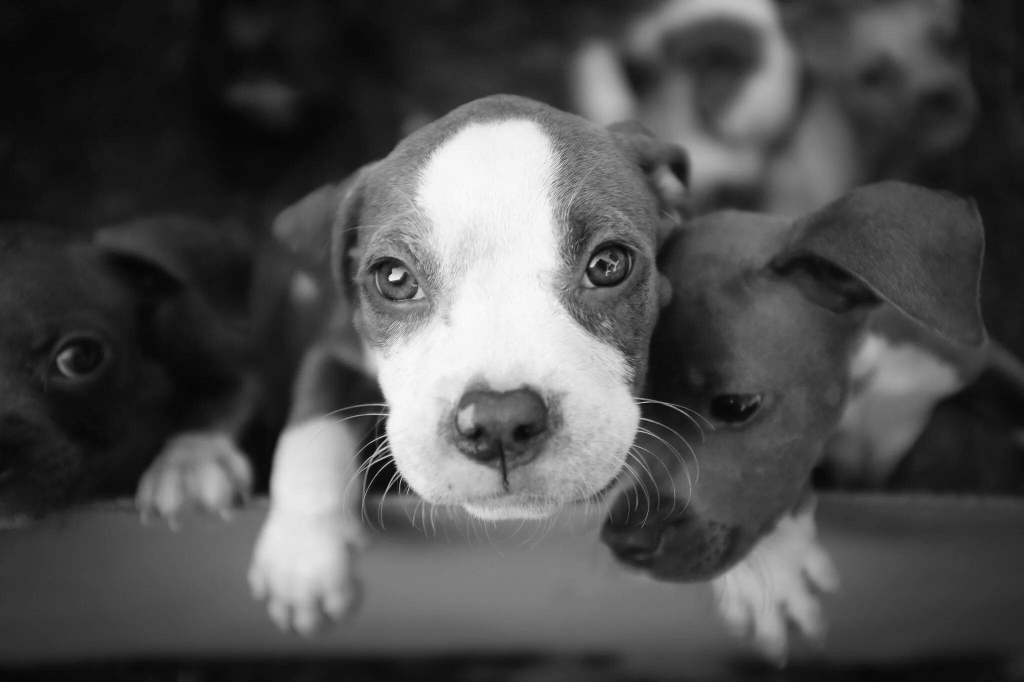 фото черно белых щенков. бордер колли черный. красивые собаки. фото черно белых щенков. чёрно белая собака.