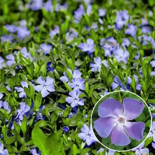 Vinca blue rose