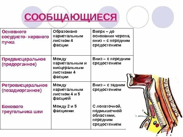 Фасции средостения. Основные фасции средостения. Основного сосудисто-нервного пучка. Топография основного сосудисто-нервного пучка шеи.