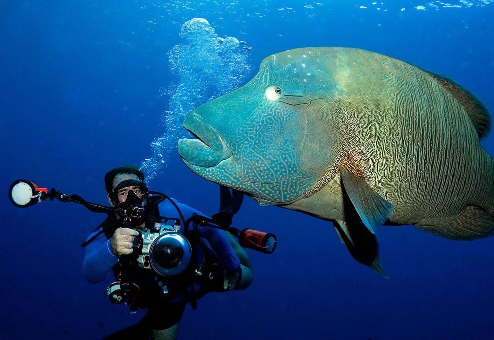 морские большие рыбы. огромная рыба в море. атлантический гигантский групер. групер белопятнистый. атлантический гигантский групер.