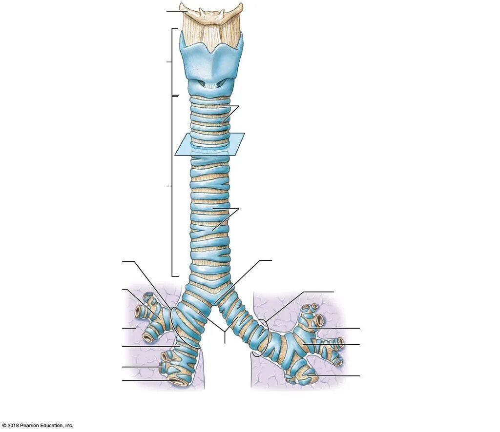 Бронхи на латыни. Trachea анатомия. Трахея анатомия строение. Киль трахеи анатомия.