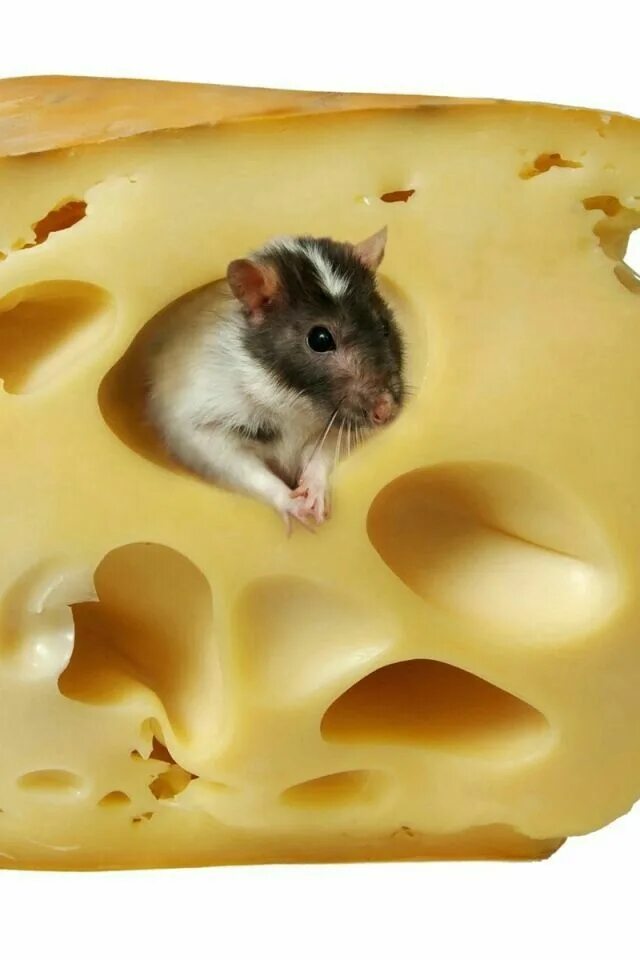 Мышка в сыре. Маша сыр. Мышонок на сыре. Мышь с куском сыра. Про мышей и сыр