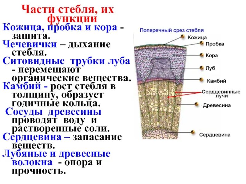 Срез кратко. Ситовидные трубки на срезе стебля. Строение стебля древесина Луб.