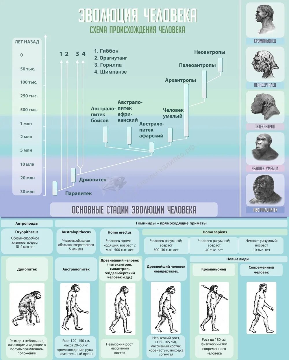 Эволюция человека таблица по биологии 9 класс. Этапы эволюции человека. Стенд Эволюция человека. Стадии эволюции человека биология. Стадии развития человека.
