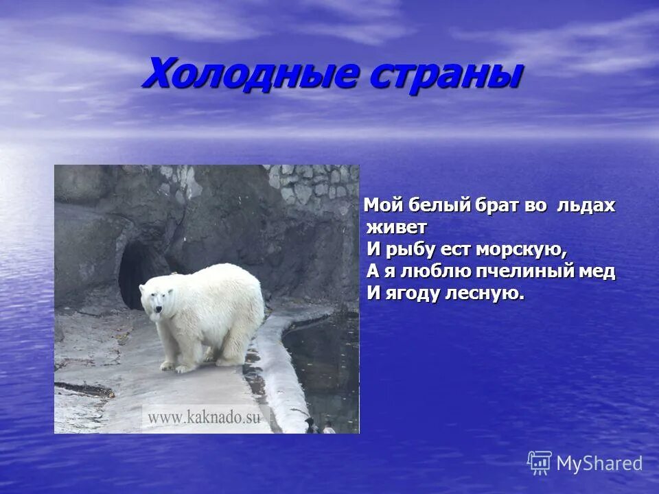 Интересные факты о тюленях. Животные холодных стран для дошкольников. Животные холодных районов земли. Животный мир холодных районов. Ледяная пустыня животный мир.