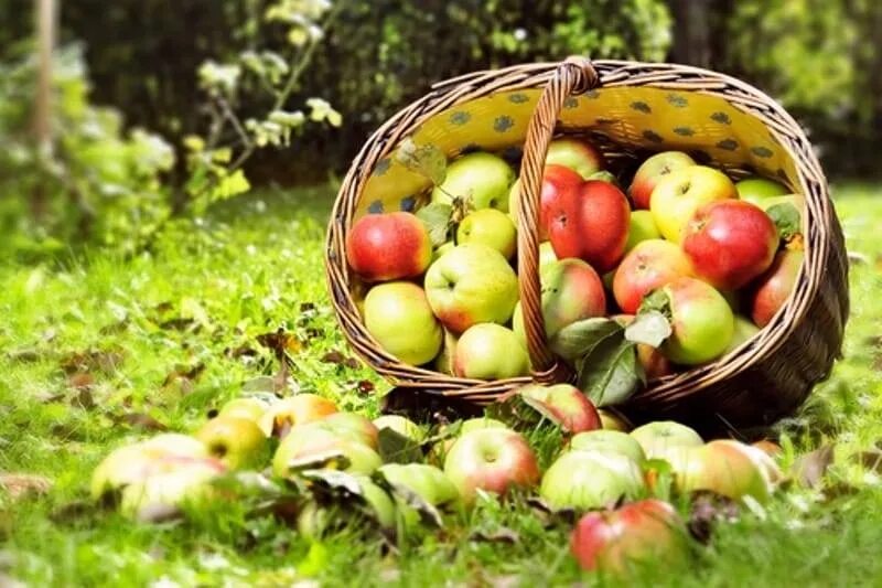 краснеют яблоки августом фото. компост из яблочной падалицы. открытки ермолаев день. ермолаев день 8 августа. с днем рождения в августе.