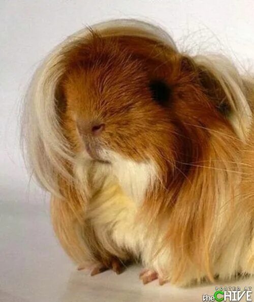 Peruvian Guinea Pig FOR SALE ADOPTION from Batangas @ Adpost.com Classifieds Phi