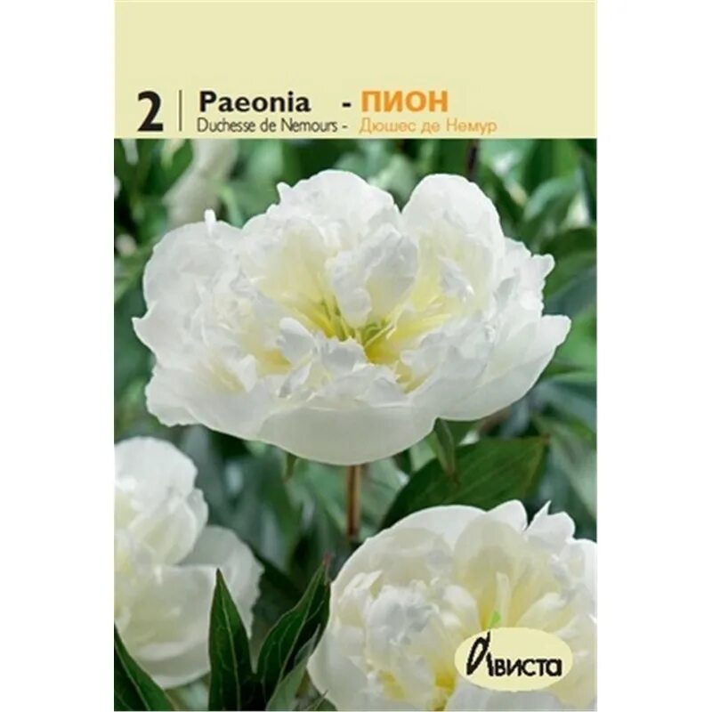 пион мура мс рае. пион молочноцветковый дюшес де немур. куликова 2 муром. пион муром. пион муром.