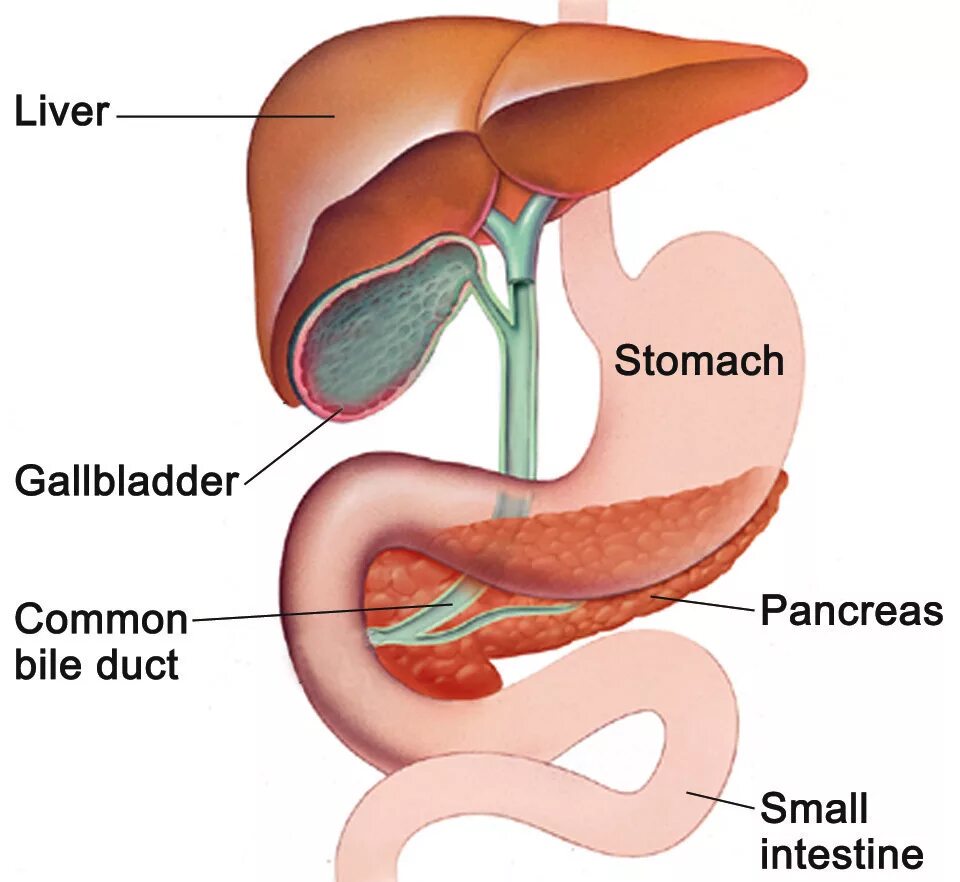 Желудка поджелудочной железы желчного пузыря