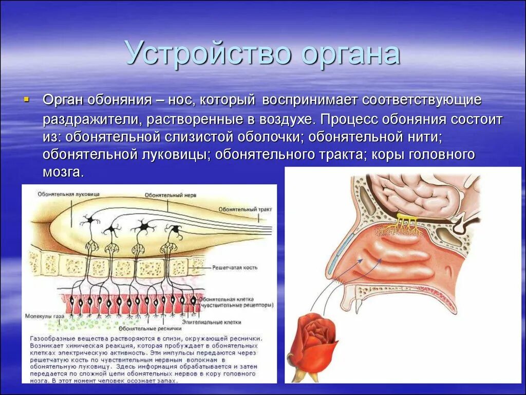 Обонятельные особенности