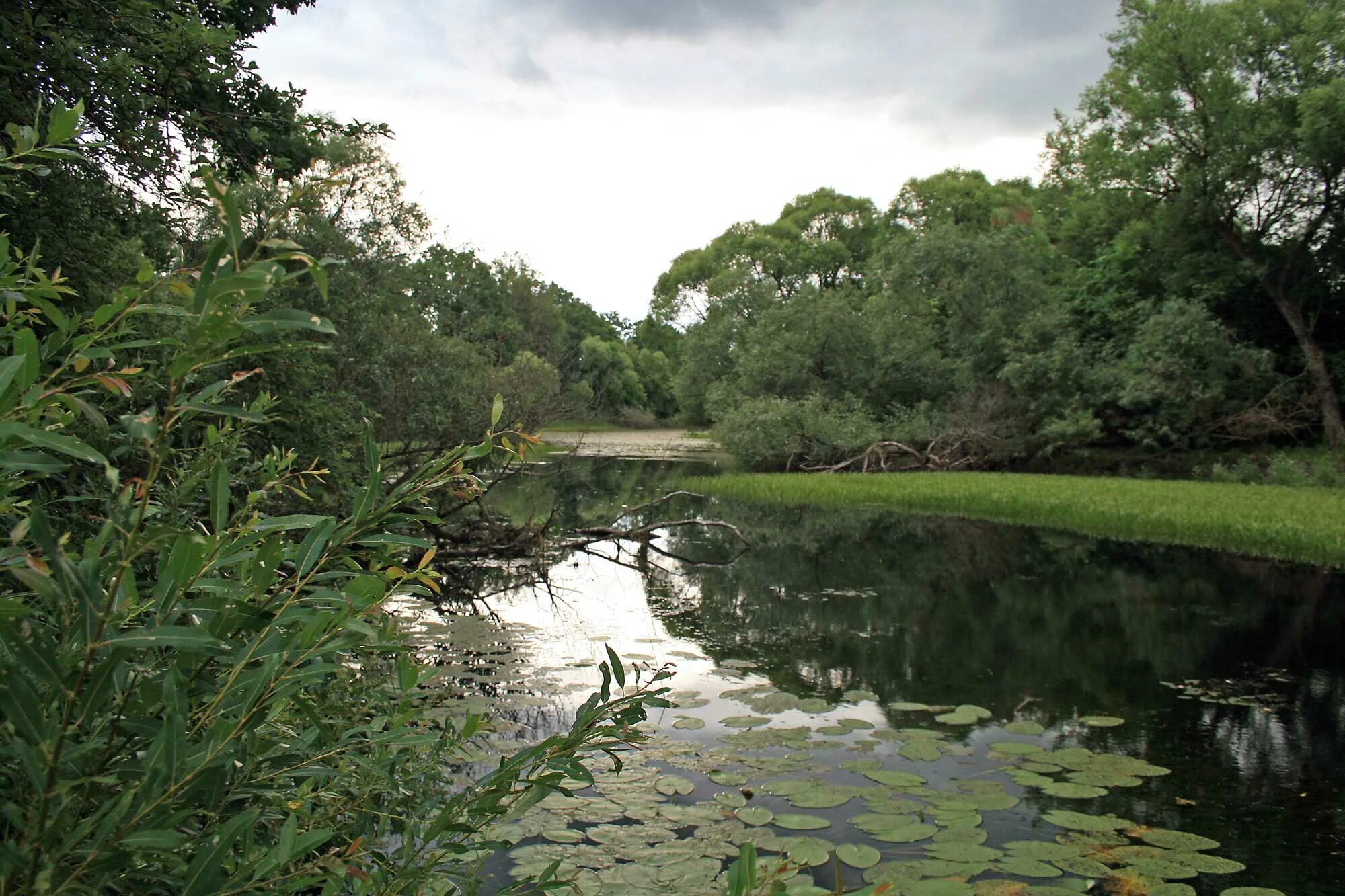 река шаня калужская область. шаня. река рессета калужская. река ушна владимирская область. река шаня фото.