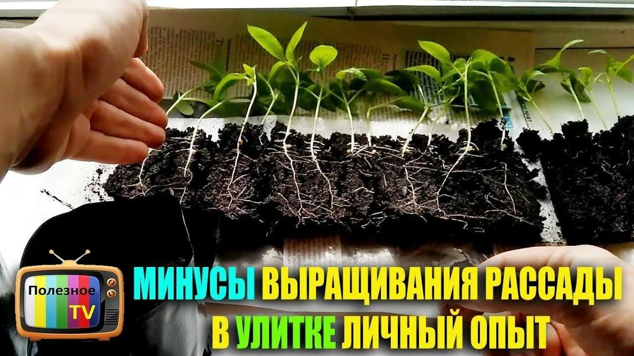 Выращивание семян в улитке. Пикировка томатов в улитку. Рассада помидор пикировка в пеленку. Рассада перца в улитке. Улитка для рассады.