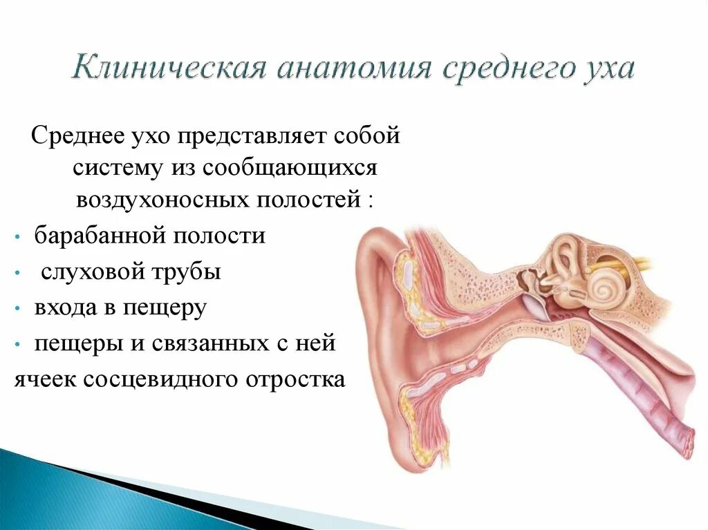 Орган состоящий из внутреннего и среднего уха. Строение наружного уха клиническая анатомия. клинич анатомия внутреннего уха. анатомия среднего уха лор кратко. топографическая анатомия уха кратко.