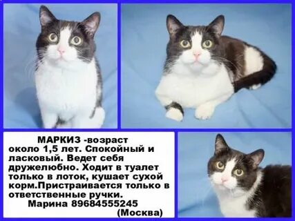 Маркиз это простыми словами