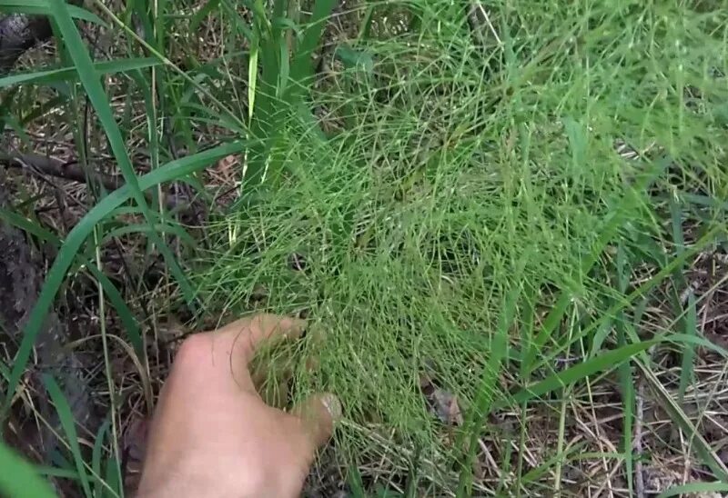 Как избавиться от хвоща на участке