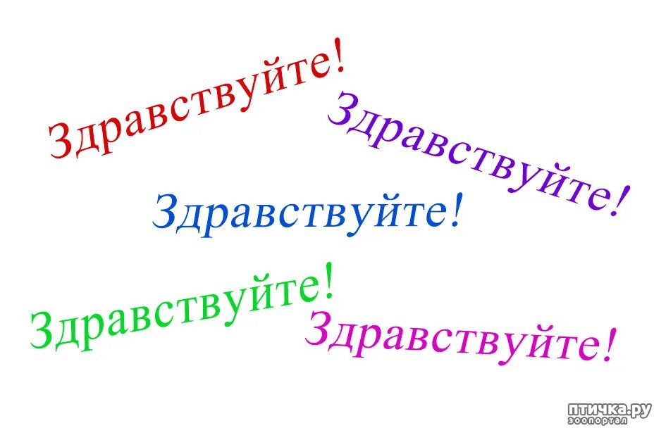 Здравствуйте. Здравствуйте картинки. Надпись Здравствуйте. Надпись Здравствуйте ребята.