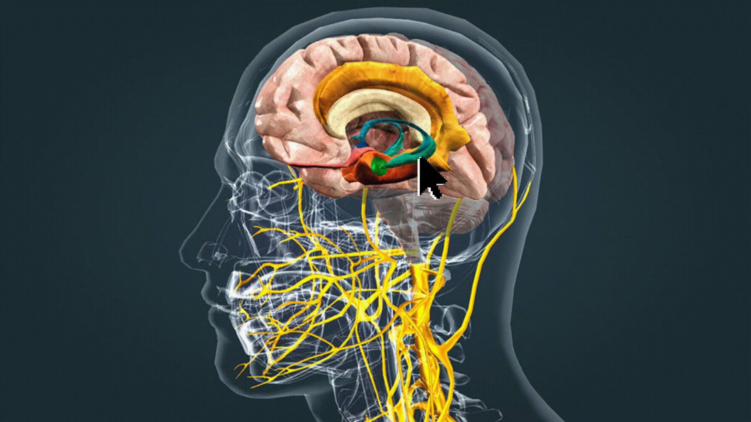 Эмоции нервная система. Лимбическая система 3d. лимбическая нервная система. лимбическая система мозга. лимбическая система в мозге человека.