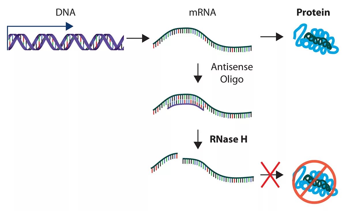Антисенс РНК. ДНК интерференция. РНК интерференция. Antisense oligonucleotides.