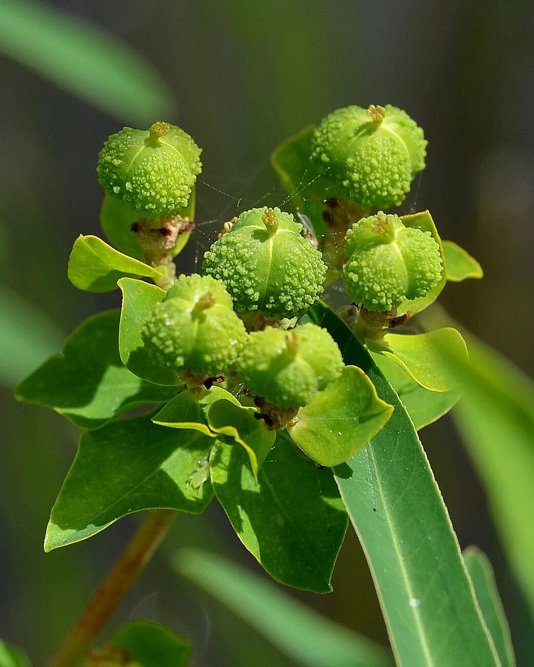 Молочайные. Молочай Euphorbia palustris. Молочайные (подсемейство). Молочай Маака. Euphorbia umbellata растение.