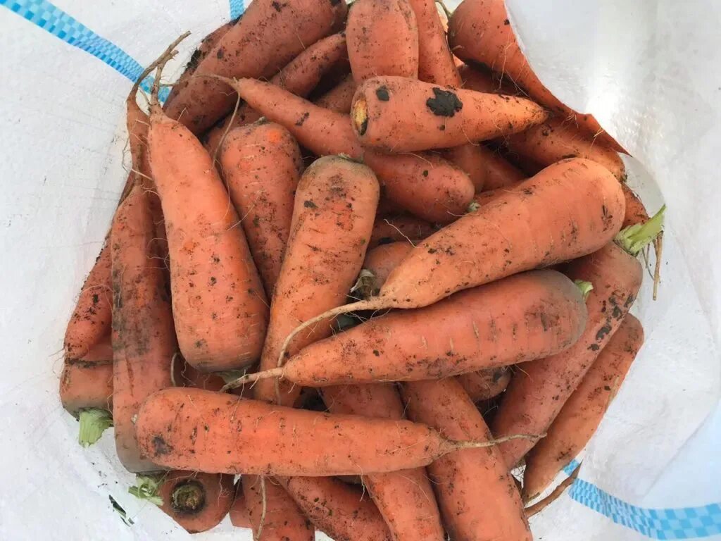 Купить морковь оптом. Морковь на продажу. Морковь оптом. Египетская морковь оптом. Картинки моркови Абако.