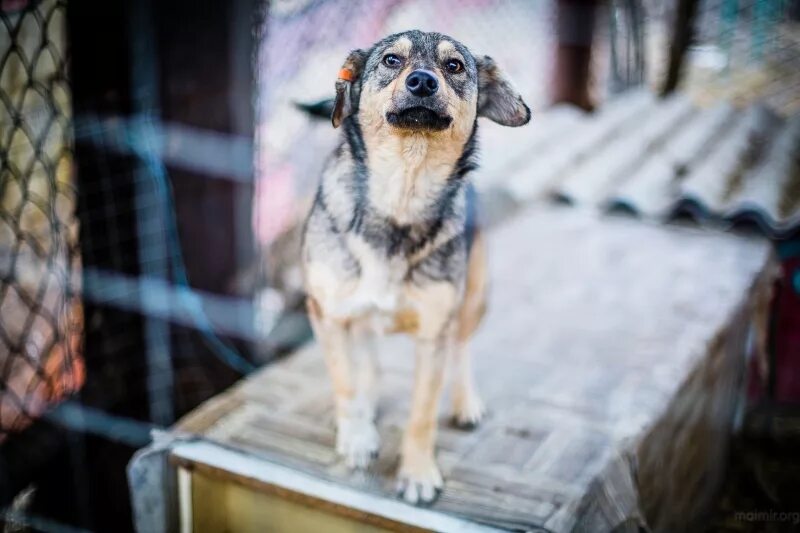 Умка приют для животных в старом осколе. Собачий приют умка старый оскол. Авито старый оскол приют бездомных животных. Приют для собак. Кожуховский приют для собак.