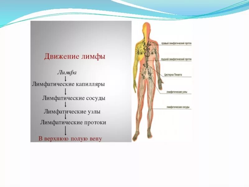 Лимфа включает. Лимфатическая система человека. Движение лимфы по организму человека. Схема движения лимфы. Лимфатическая система движение лимфы.