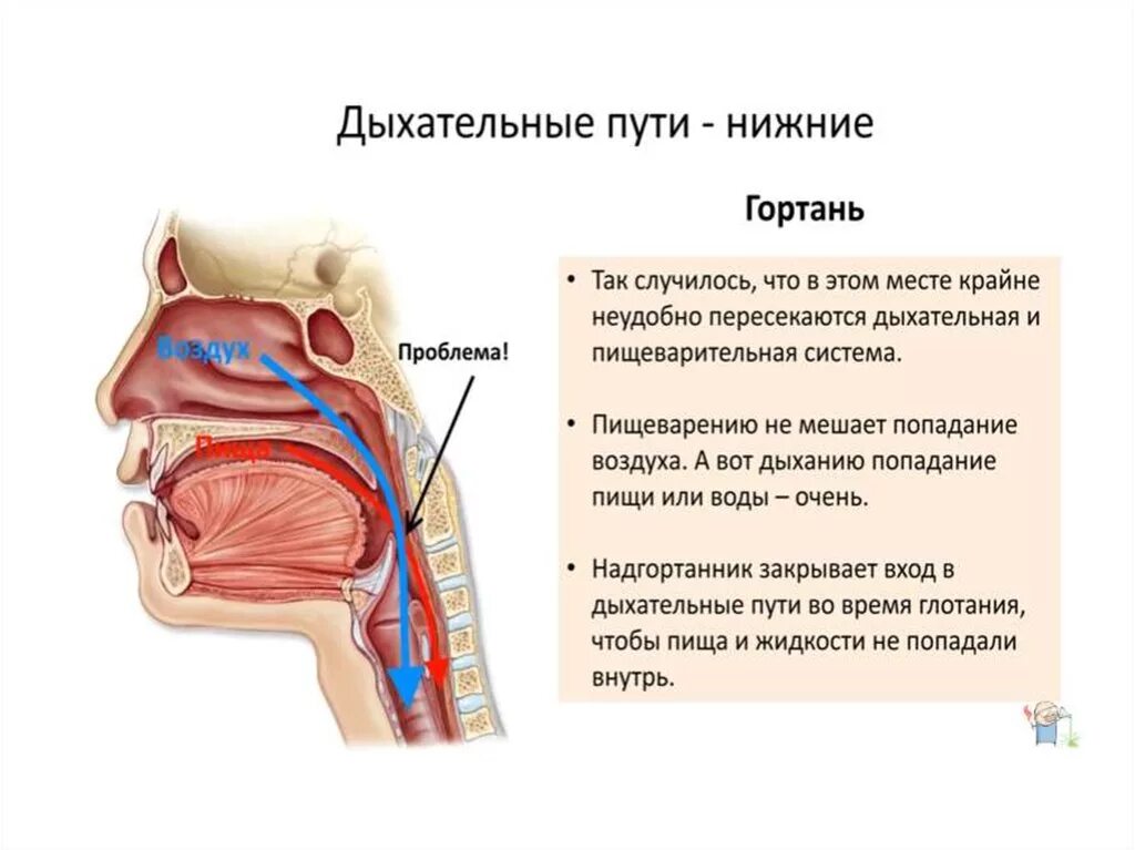 Дыхательное крошки. Попадание пищи в дыхательные пути. Попадание пищи в гортань. Еду попала в дыхательные пути. Пища попала в дыхательные пути.