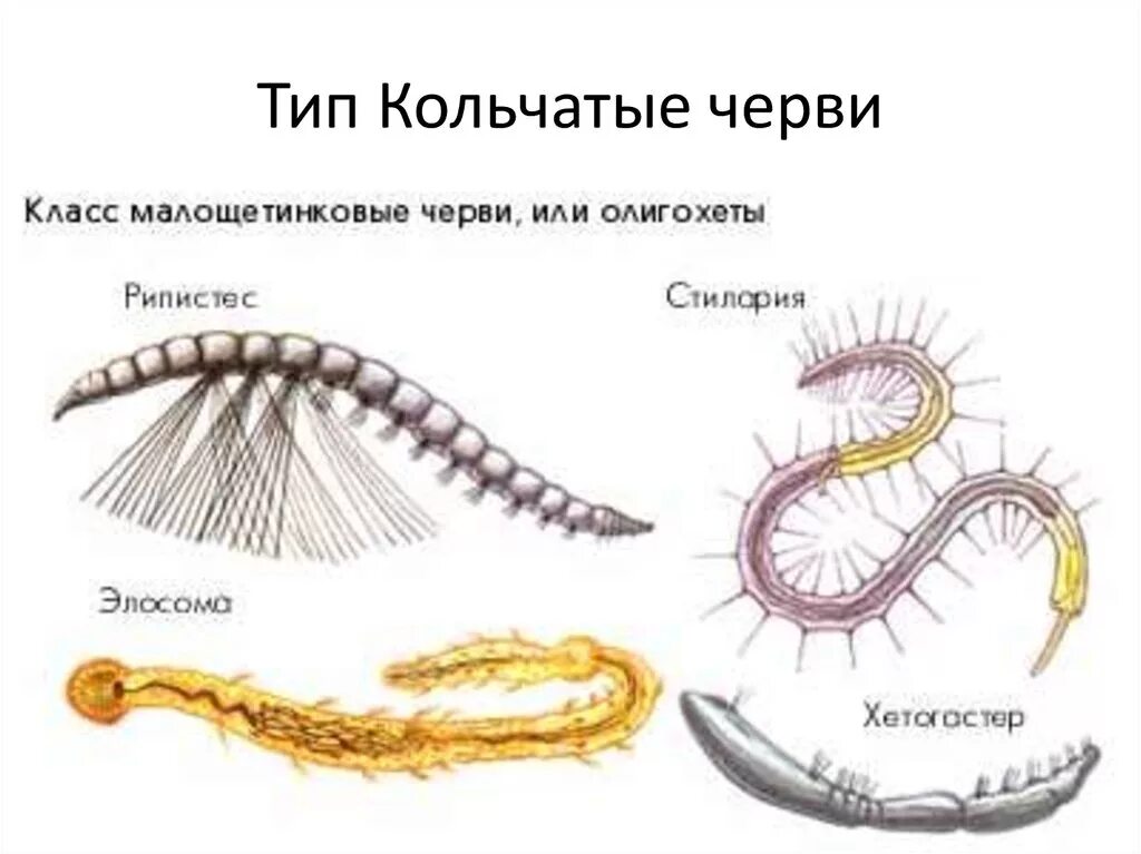 Тип кольчатые черви класс Малощетинковые. Малощетинковые дождевой червь. Тип кольчатые черви олигохеты. Кольчатые черви Малощетинковые черви. Примеры группы червей