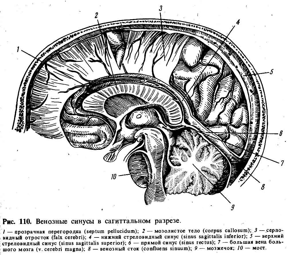 Верхний Сагиттальный синус твердой мозговой. Венозные синусы твердой оболочки. Клиновидно теменной синус головного мозга. Верхний Сагиттальный синус анатомия. Длинные отростки головного мозга