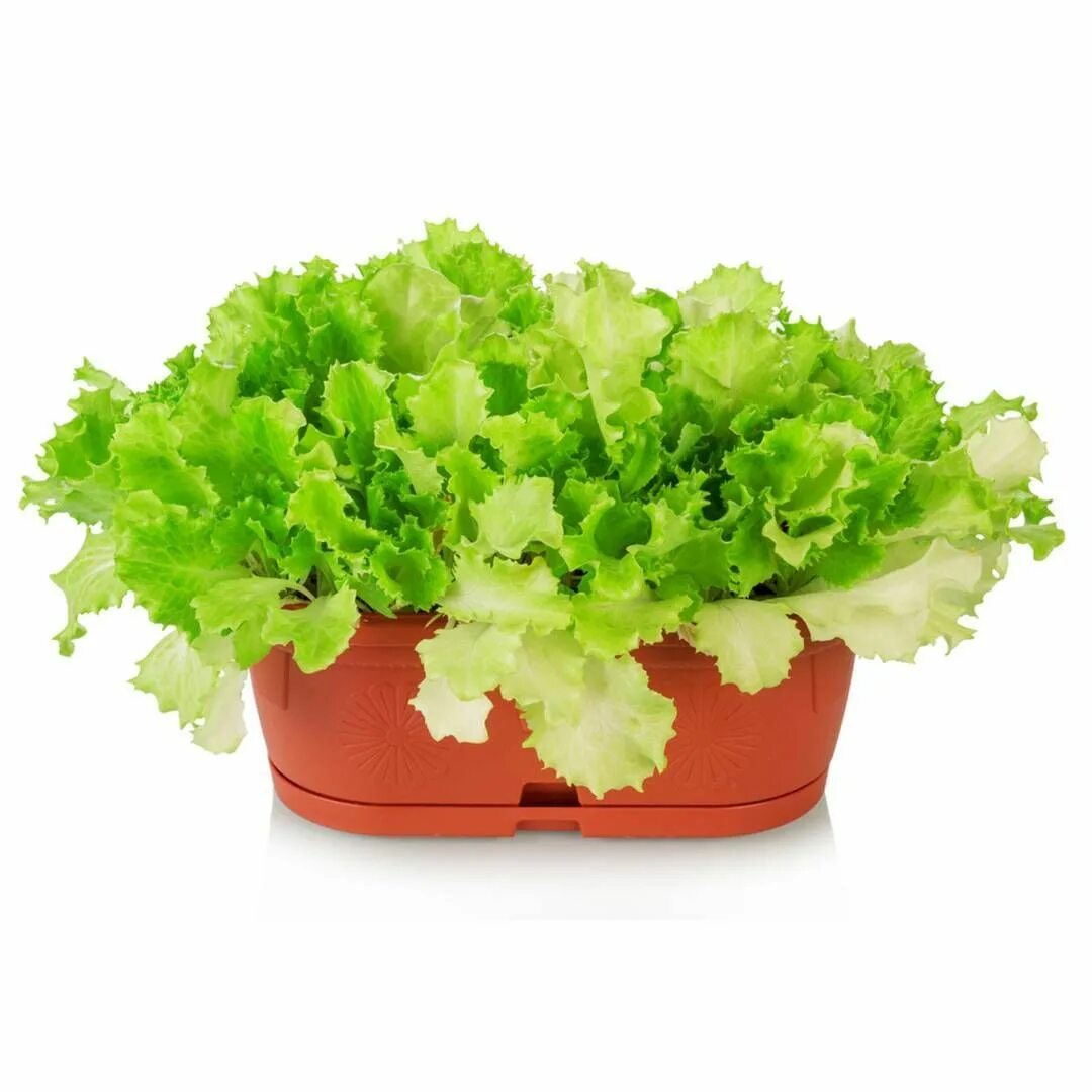 Салат на подоконнике. Салат в горшочке дома. Салат листовой на подоконнике. Салатный лист на подоконнике. Выращивание салата в горшочках.