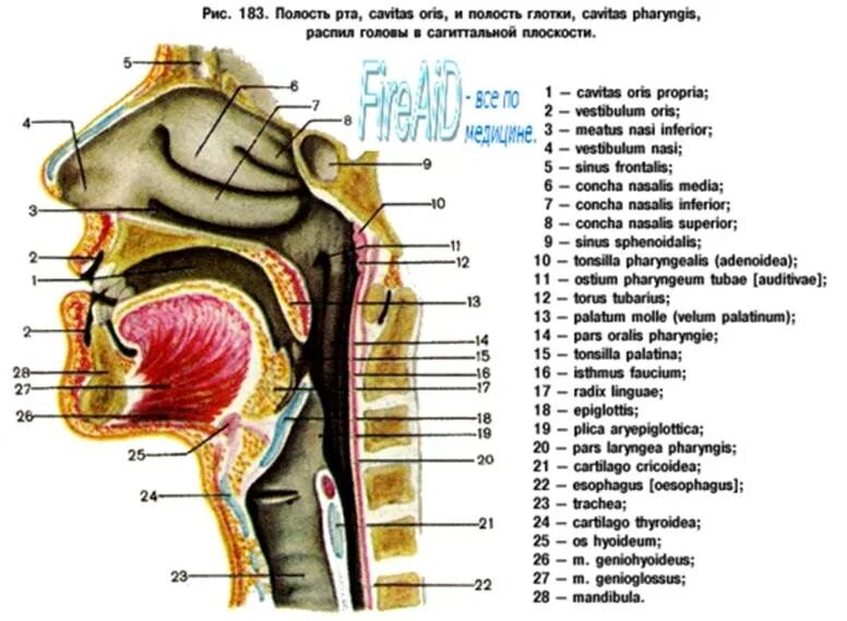 Строение ротовой полости на латыни. Ротовая полость анатомия латынь. Ostium pharyngeum tubae auditivae