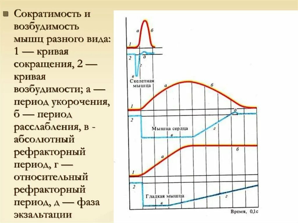 Возбудимость и сократимость. Возбудимость мышц. Возбудимость проводимость сократимость.