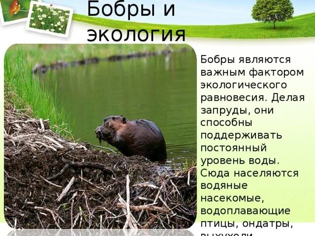 Проект про бобров 4 класс Презентация урока краеведения "Бобры"